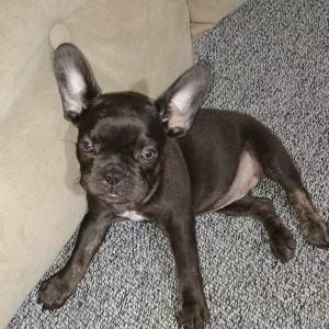 Francuski buldog stenci
