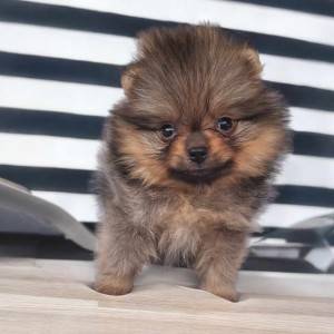 Pomeranac BOO štenci
