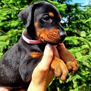 Doberman prelepi štenci