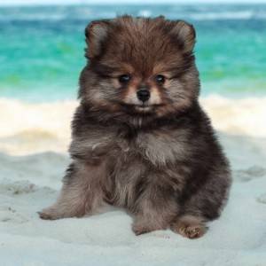 Pomeranac BOO štenci
