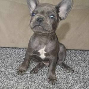 Francuski buldog stenci