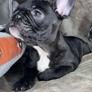 Francuski Buldog prelepi štenci