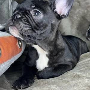 Francuski Buldog VRHUNSKI stenci
