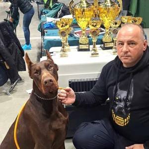 Doberman prelepi štenci
