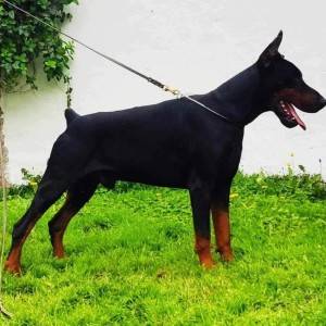 Doberman prelepi štenci