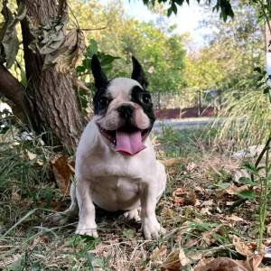 Francuski Buldog prelepi štenci