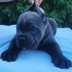 Cane Corso Kane Korso rezervacije