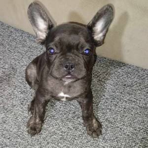 Francuski buldog stenci