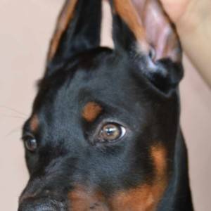 Doberman prelepi štenci