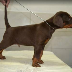 Doberman prelepi štenci