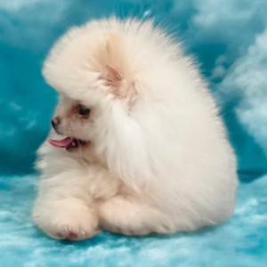 Pomeranac BOO štenci