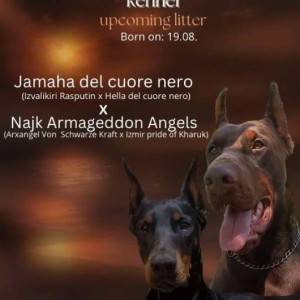 Doberman prelepi štenci