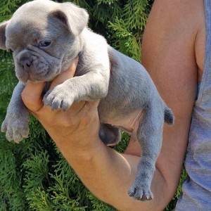 Francuski Buldog Exotic žensko štene