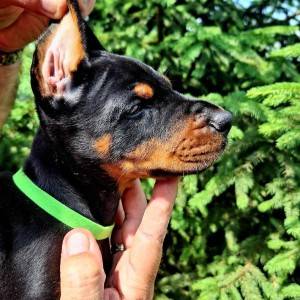 Doberman prelepi štenci