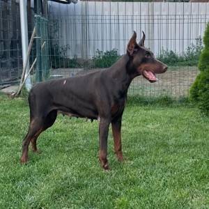 Doberman prelepi štenci