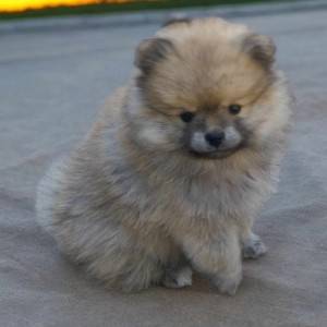 Pomeranac BOO štenci
