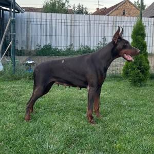 Doberman prelepi štenci