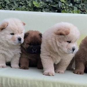 Chow Chow Čau Čau prelepi štenci