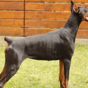 Doberman prelepi štenci
