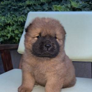 Chow Chow Čau Čau prelepi štenci