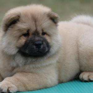 Chow Chow Cau Cau Čau Čau
