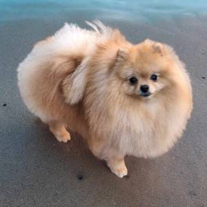 Pomeranac BOO štenci