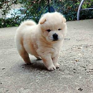 Chow Chow Čau Čau prelepi štenci