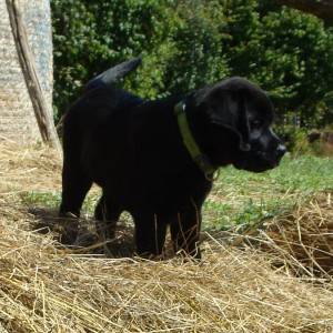 Labrador retriver štenci