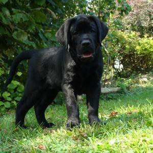 Labrador retriver štenci