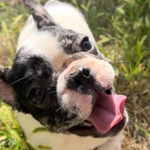 Francuski Buldog prelepi štenci