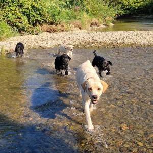 Labrador retriver štenci