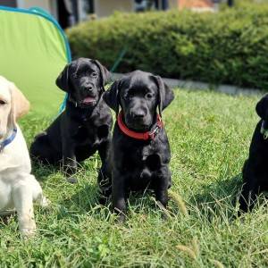 Labrador retriver štenci