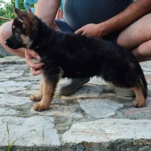 Dugodlaki Nemački Ovčar žensko štene