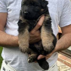 Dugodlaki Nemački Ovčar žensko štene