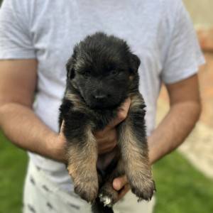 Dugodlaki Nemački Ovčar žensko štene