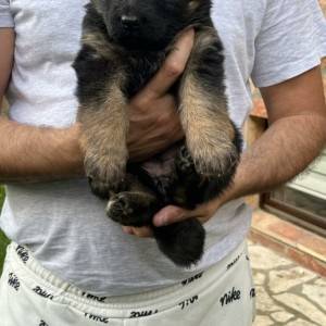 Dugodlaki Nemački Ovčar žensko štene