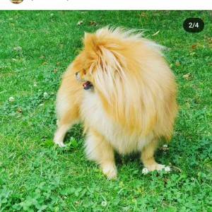 Pomeranac prelepo muško štene