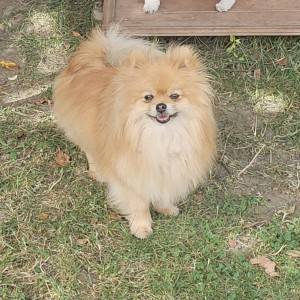 Pomeranac prelepo muško štene