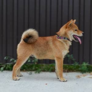Shiba Inu prelepi štenci
