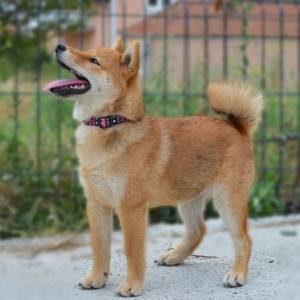 Shiba Inu prelepi štenci