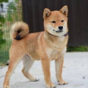 Shiba Inu prelepi štenci