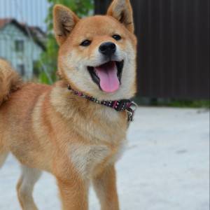 Shiba Inu prelepi štenci