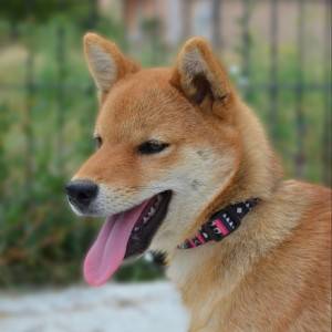 Shiba Inu prelepi štenci