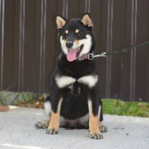 Shiba Inu prelepi štenci