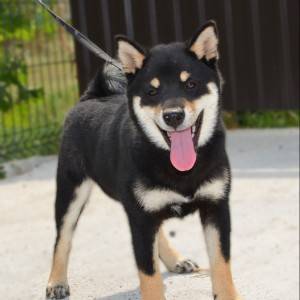 Shiba Inu prelepi štenci