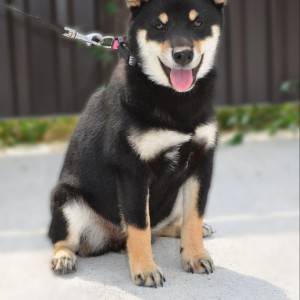 Shiba Inu prelepi štenci