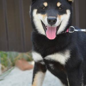 Shiba Inu prelepi štenci