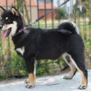 Shiba Inu prelepi štenci