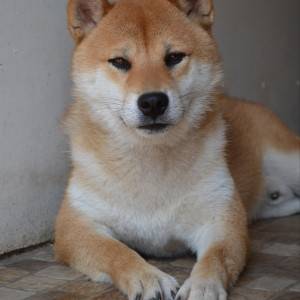 Shiba Inu prelepi štenci
