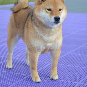 Shiba Inu prelepi štenci